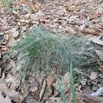 Festuca heterophylla ഇല