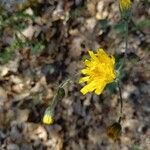 Hieracium glaucinum Flower