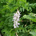 Vicia sylvatica Fleur