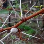 Vachellia seyal Casca