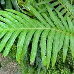 Blechnum moorei Leaf