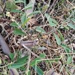 Crotalaria retusa ഇല