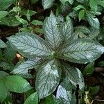 Strobilanthes auriculata Folla