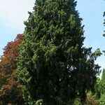 Cupressus sempervirens Levél