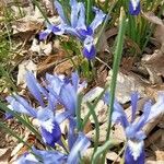 Iris histrio Квітка