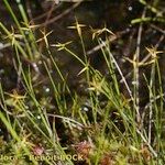 Carex pauciflora Hábito