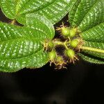 Miconia crenata Leaf