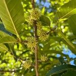 Quercus acutissima Φρούτο