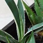 Agave vivipara 形態