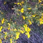 Genista salzmannii Altres