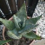 Aloe peglerae Листок