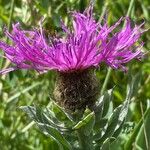 Centaurea uniflora Flower