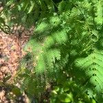 Mimosa quadrivalvis Leaf