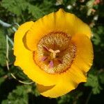 Calochortus clavatus Flower