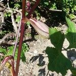 Angelica gigas बार्क (छाल)