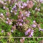 Thymus serpyllum Flower