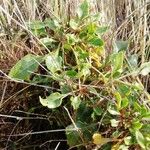 Rumex roseus Leaf