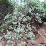 Euphorbia piscatoria Hoja