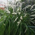 Pennisetum purpureum Ліст