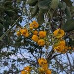 Senna atomaria फूल