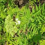 Sambucus ebulusŽiedas