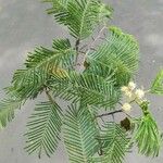 Anadenanthera colubrina ഇല