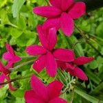 Rhodohypoxis baurii Flower