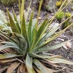 Paepalanthus alpinus Leaf