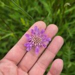 Knautia arvensis 花