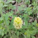 Trifolium campestreBloem