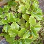 Plectranthus verticillatus Blatt