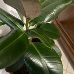 Ficus elastica Roxb.List