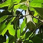 Pittosporum ferrugineum Leaf