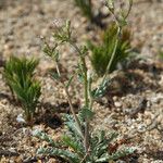 Gilia sinuata Habitus