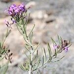 Campylanthus salsoloides Flor