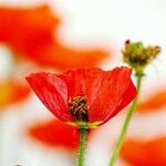 Papaver argemone Fiore