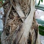 Thrinax parviflora Altul/Alta