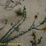 Linaria polygalifolia Buveinė