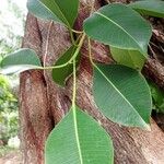 Ficus elastica Žievė
