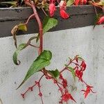 Begonia boliviensis 整株植物