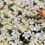 Daucus muricatusKukka