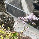 Limonium vulgare Flower