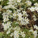 Saxifraga hostii Fula