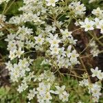 Saxifraga hostii Blomma