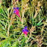 Tillandsia aeranthos 花