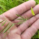 Vicia parviflora Blad