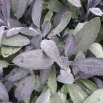 Salvia officinalis List