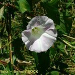 Calystegia × pulchra Habitat