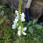 Physostegia virginianaBloem