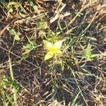 Oenothera rhombipetalaBlomst